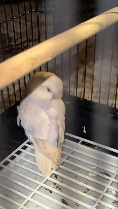يوجد طير روز نص ولافه الوان مميزه 0
