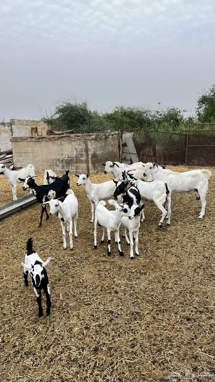 ماعز للبيع 18 راس 5