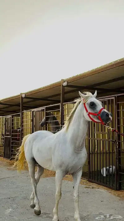 مطلوب حصان 1