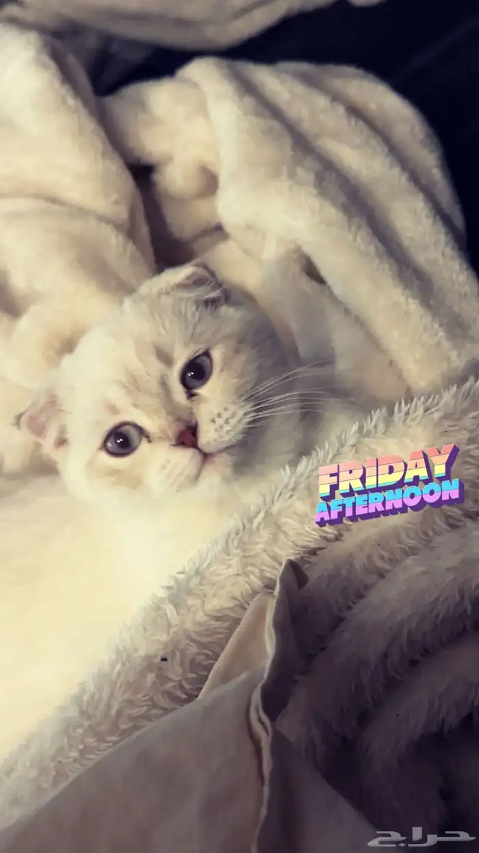 سكوتش فولد 5