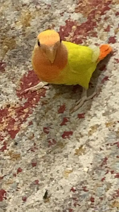 روز اليف 0