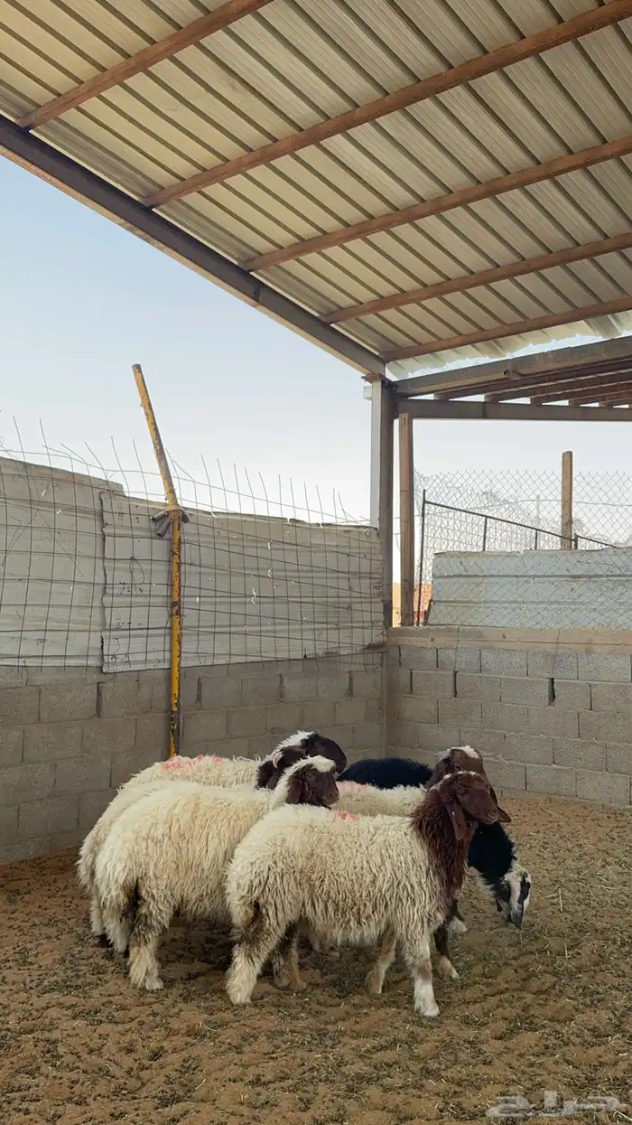 خرفان ورخال نعيم 6