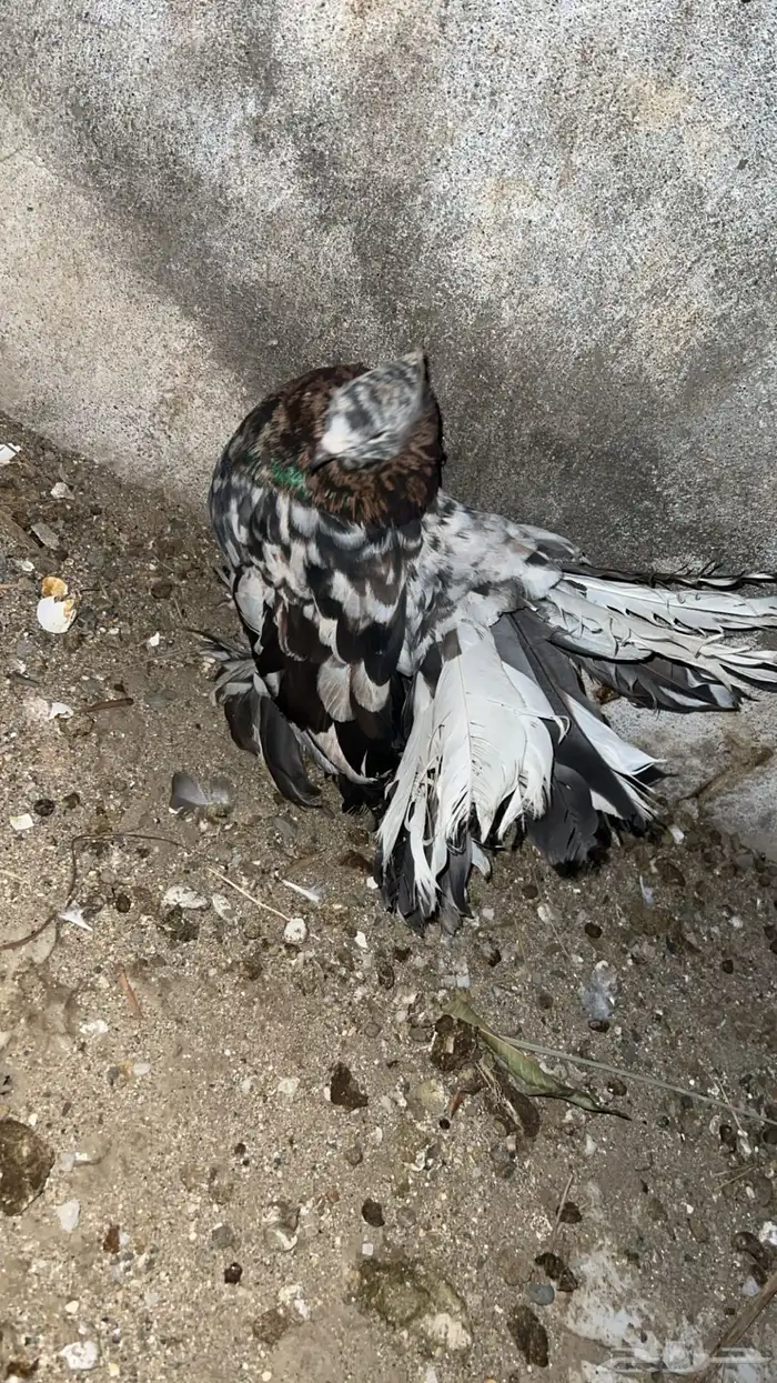 زوج رقاص امريكي الموند نوادر منتج 4