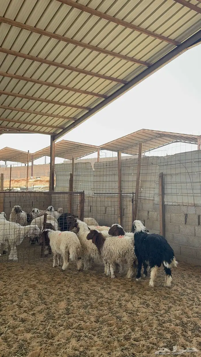 خرفان ورخال نعيم 4