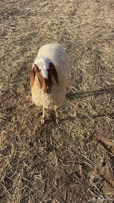 نعجه رغوث. نعيميه نعيم 0