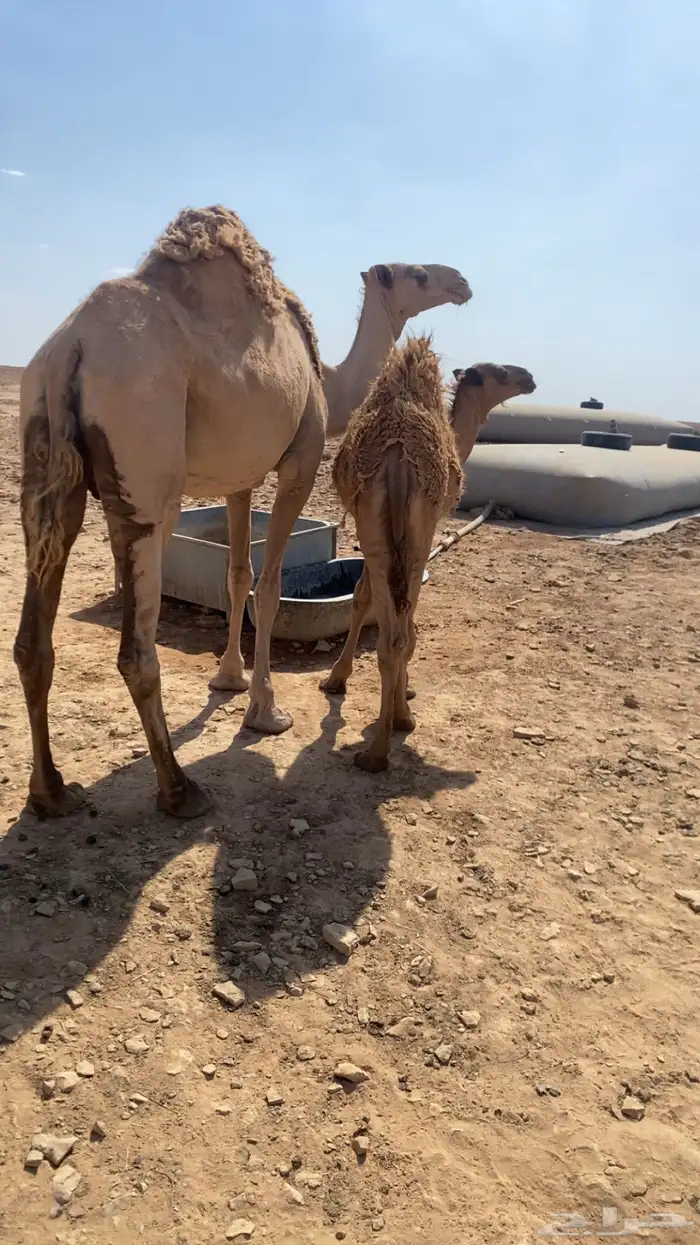حاشي لباني على حليب امه 3