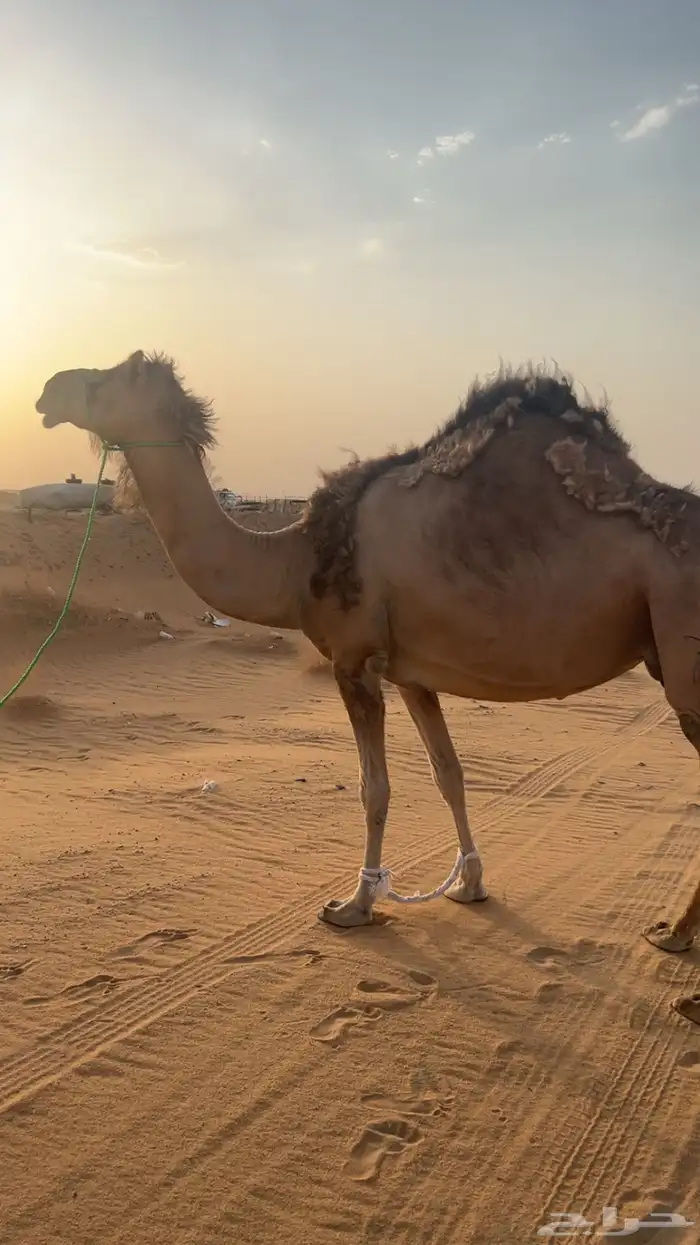 ناقه اصيل للبيع 0