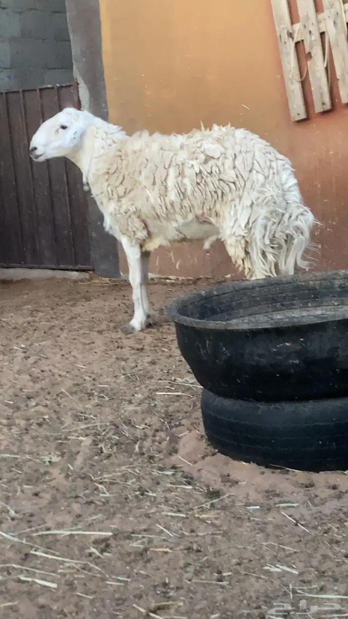 حري رباع فحل مشروط ومنتج 0