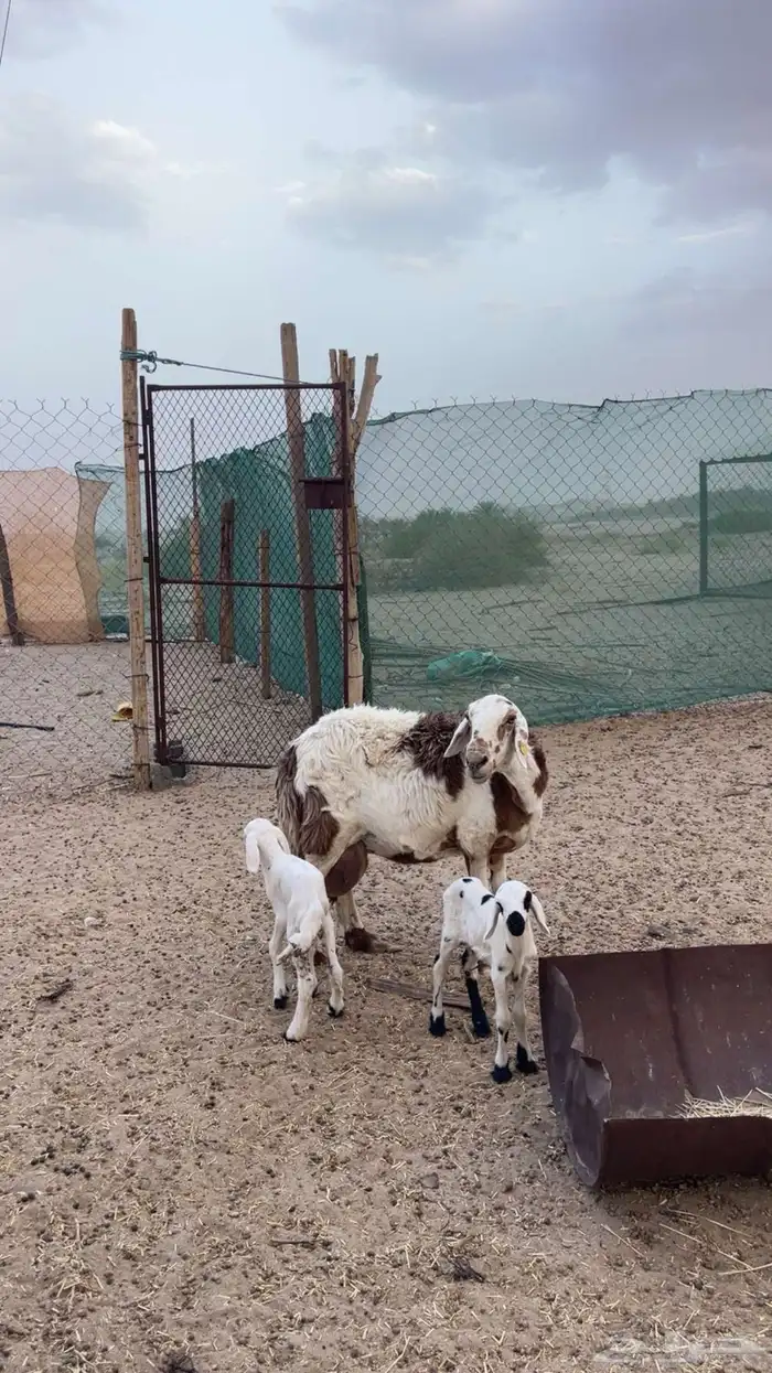 شاه متاومه(تم البيع) 0