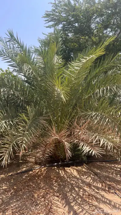 15 نخل للبيع 14