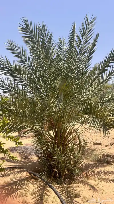 15 نخل للبيع 0