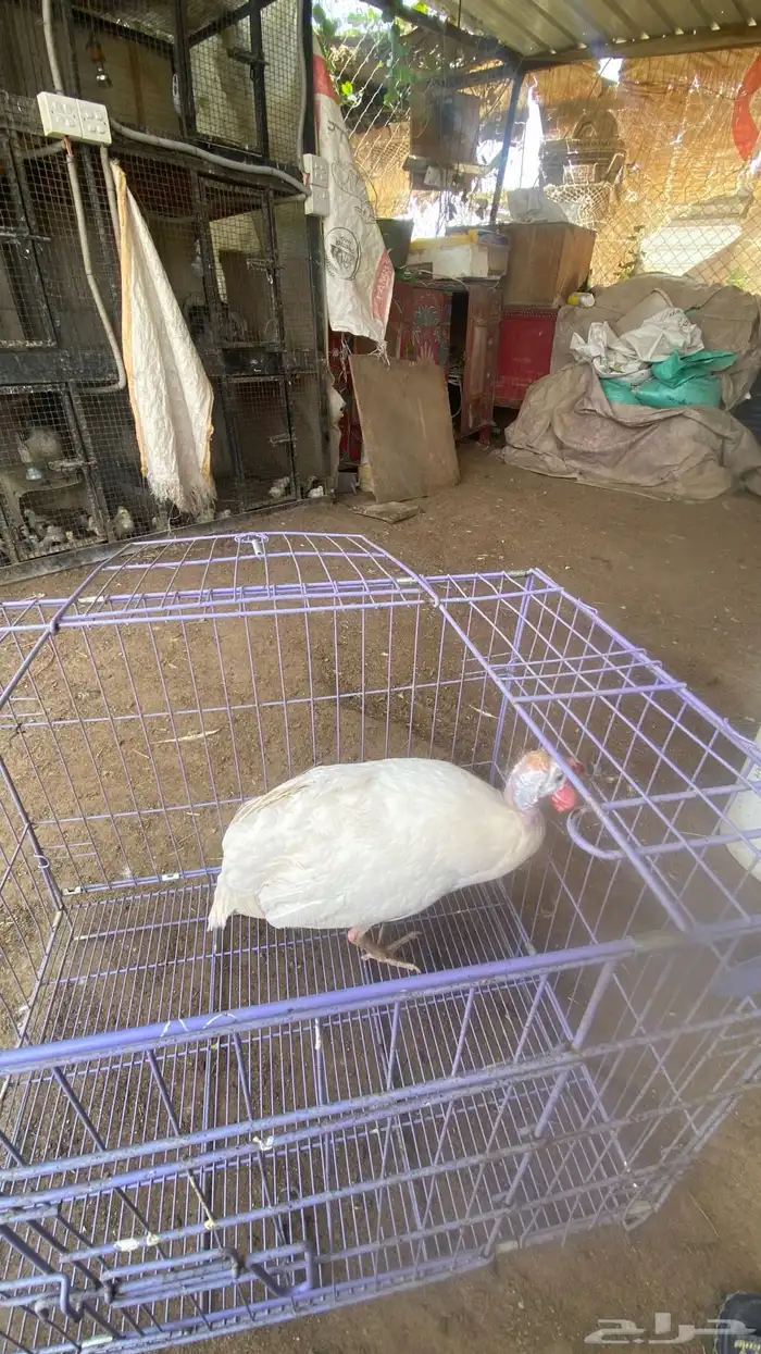 ديك حبشي ابيض 0