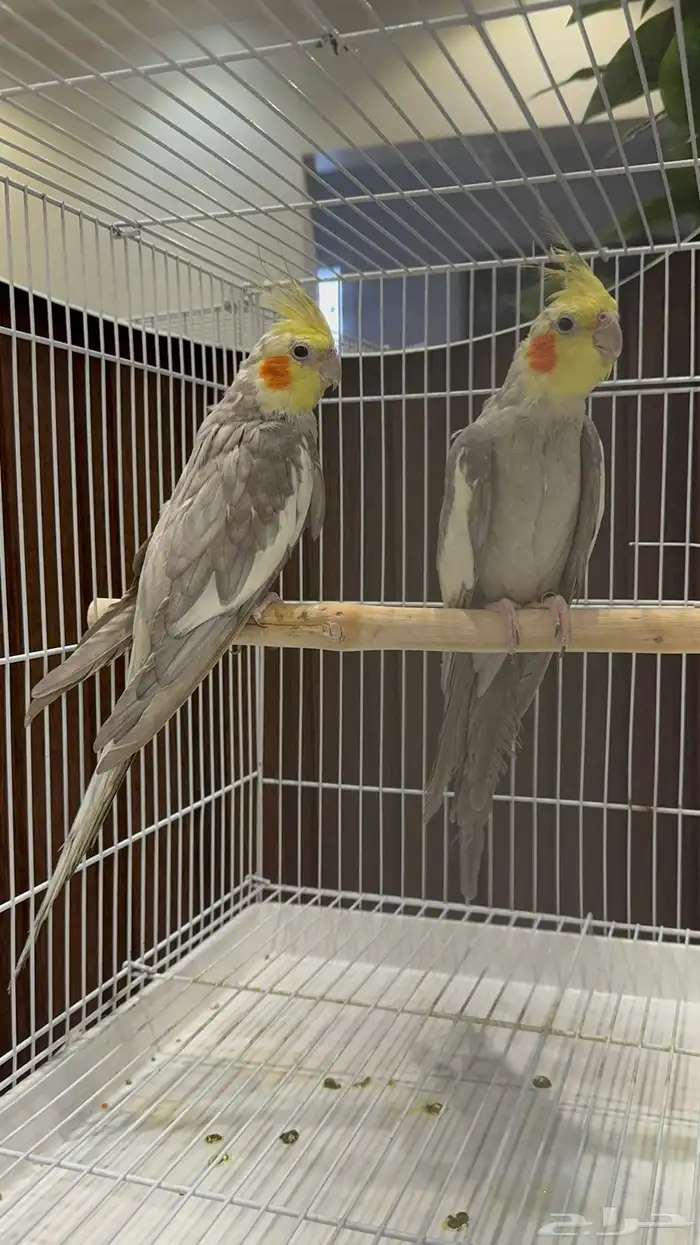 جوزين و ذكور 5