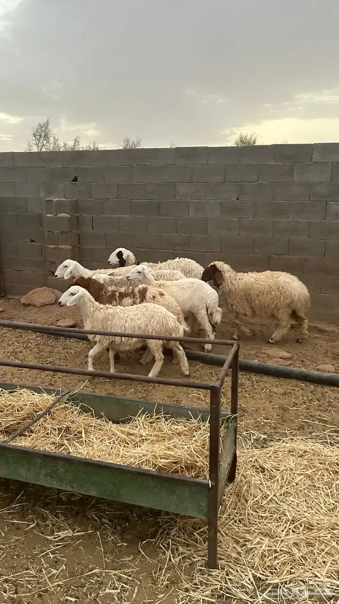 رخال جذعات 1