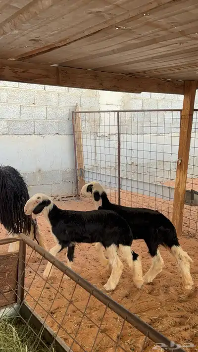 نجديه معها توم رخال 0