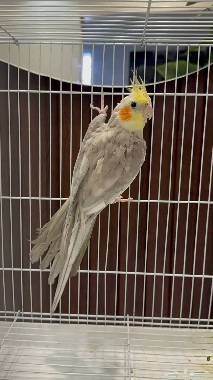 جوزين و ذكور 4