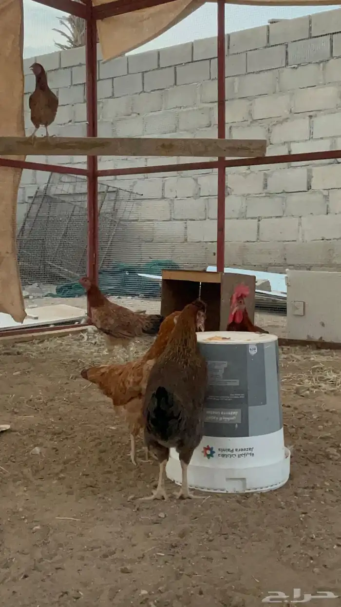 للبيع أطقم فراريج أمريكي 3