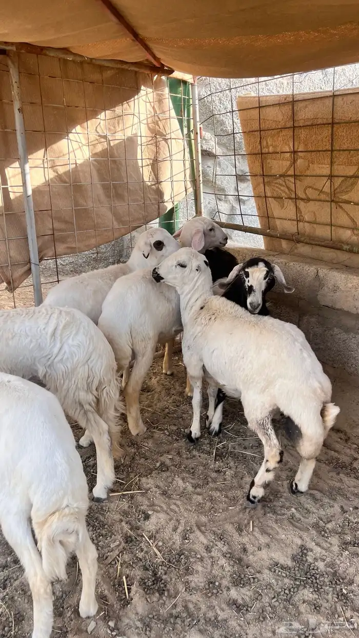 غنم للبيع 2