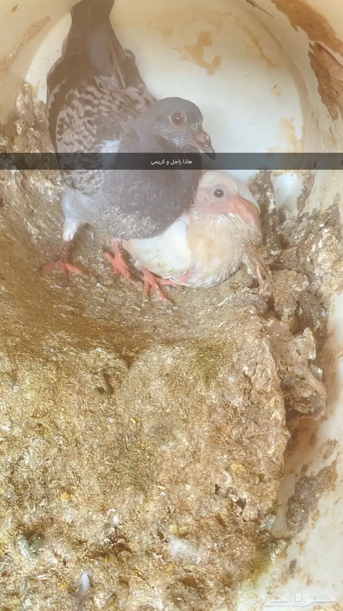 فراخ فرنسي و زاجل كريم وعادي 2