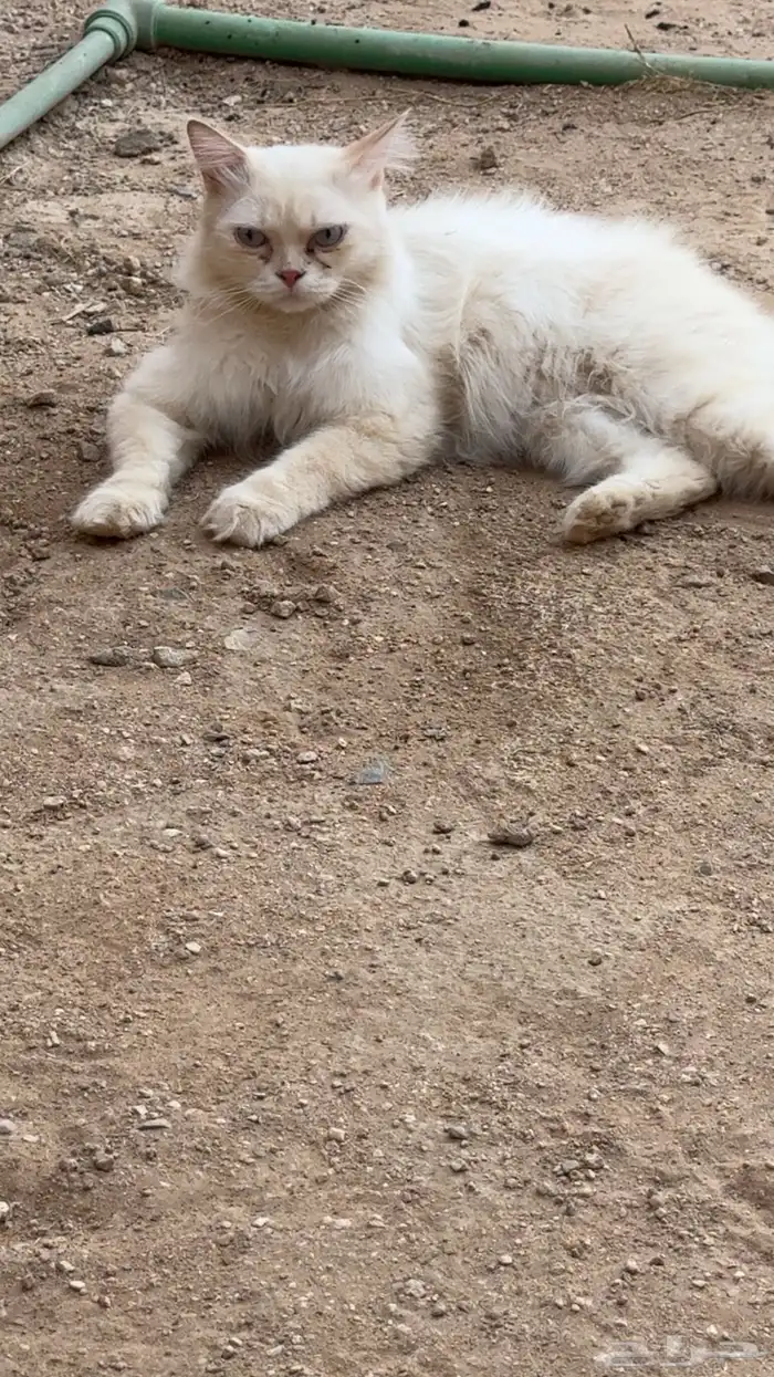 بسه لتبني 0
