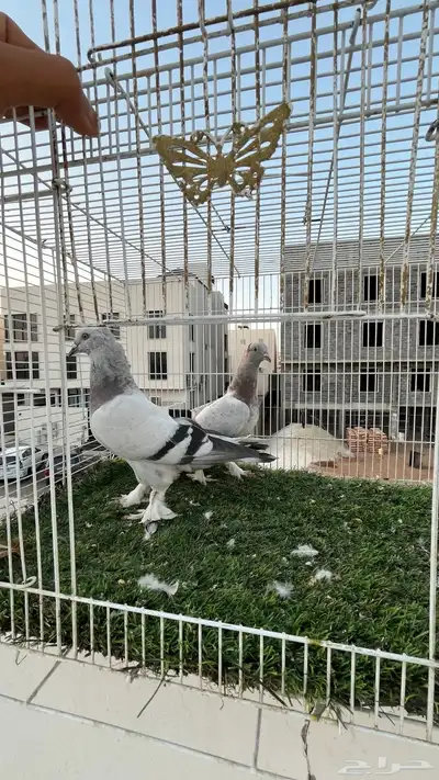 حمام تركي 0