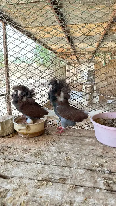جوز جاكوبين معه ولده للبيع 2