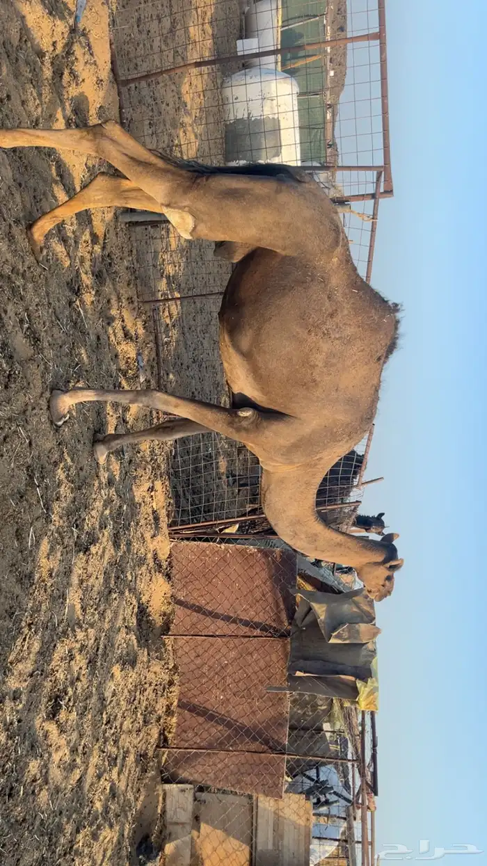 نياق مقاني (تم البيع) 3