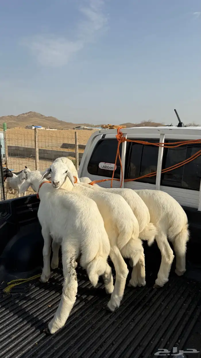 طليان صنف ( تم البيع ) 0