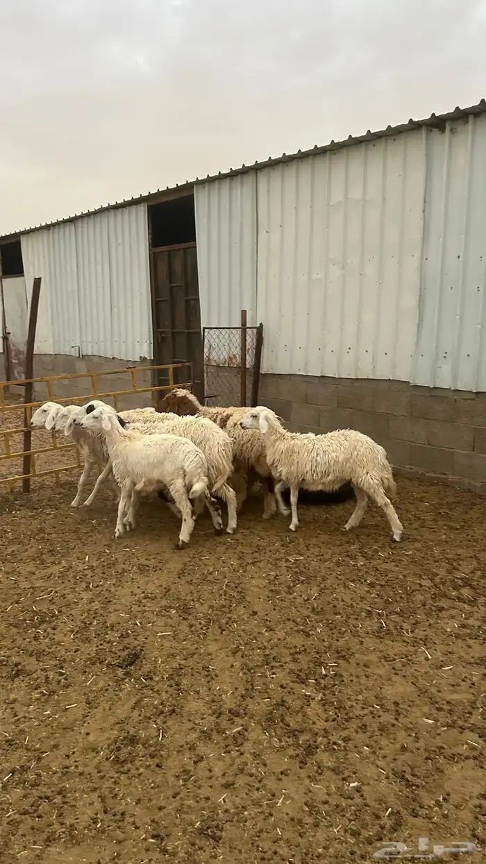 رخال جذعات 3