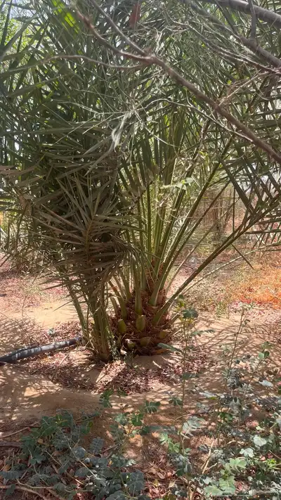 15 نخل للبيع 6