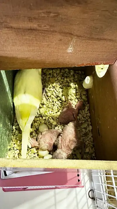 جوز بادجي انتاج 1
