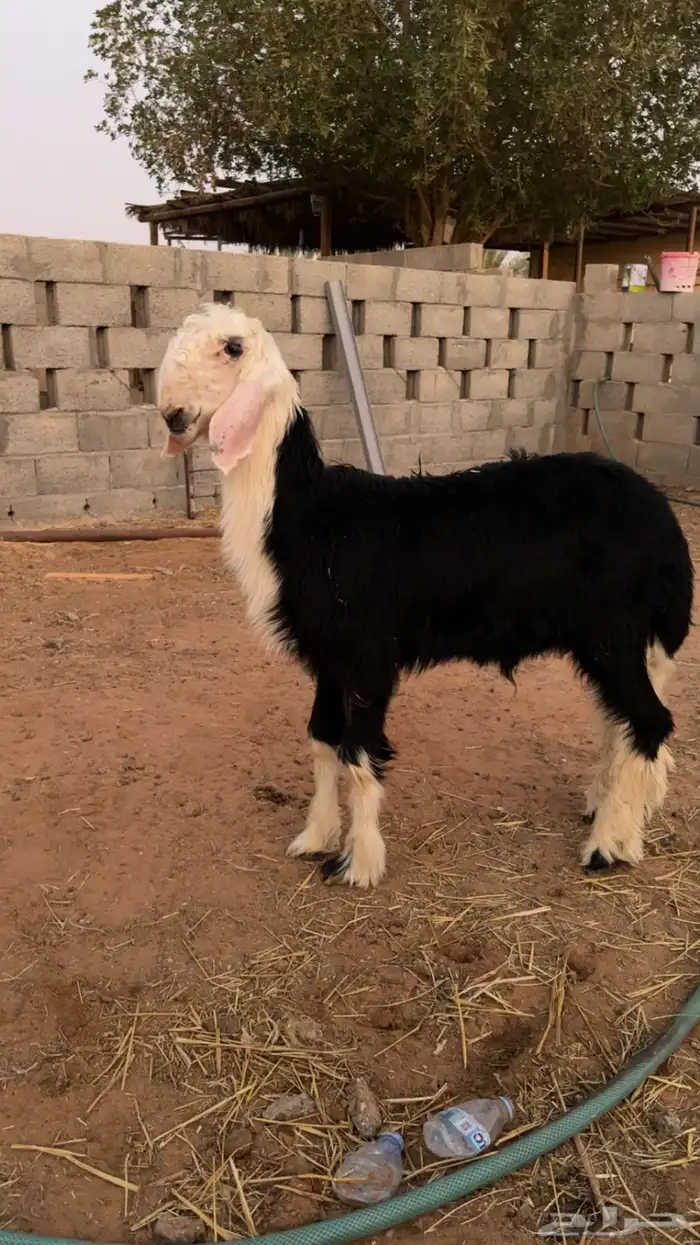 مطلوب 0