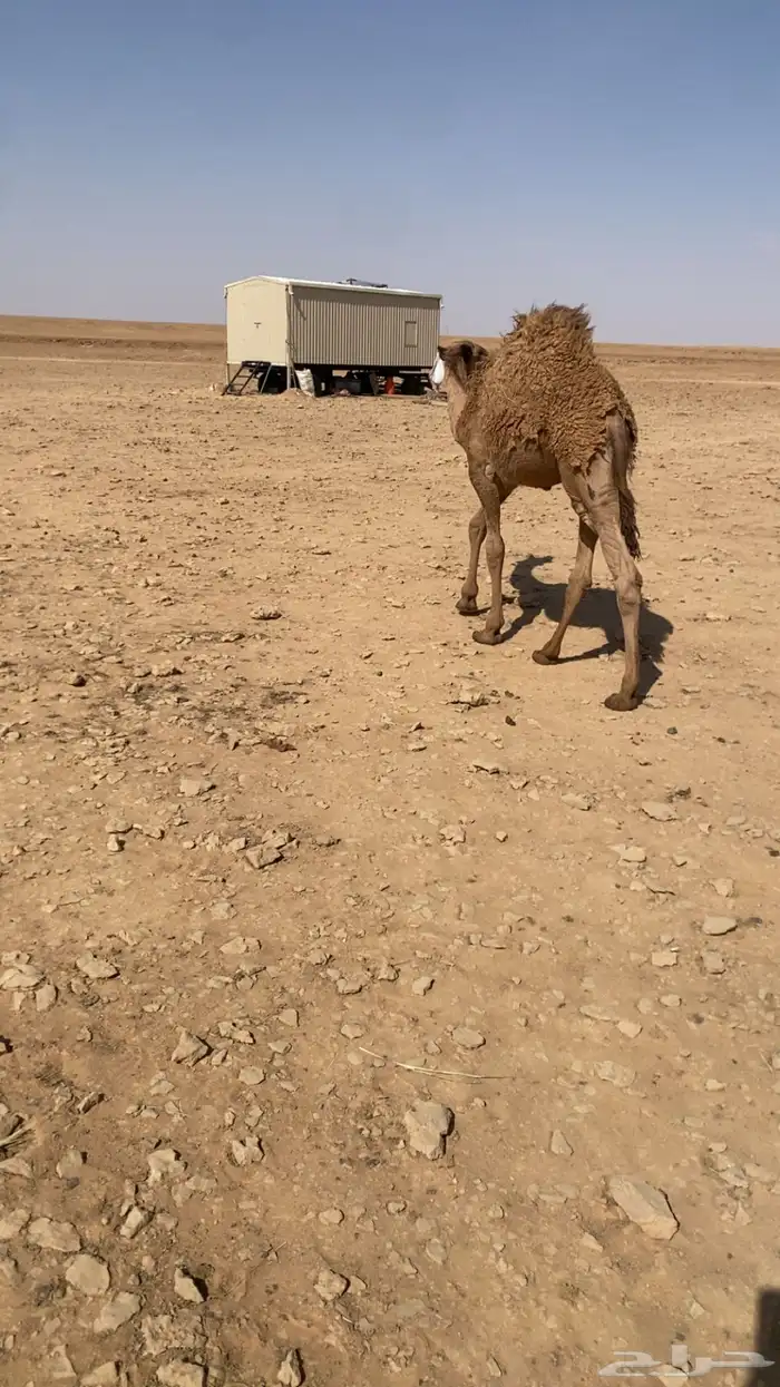حاشي لباني على حليب امه 1