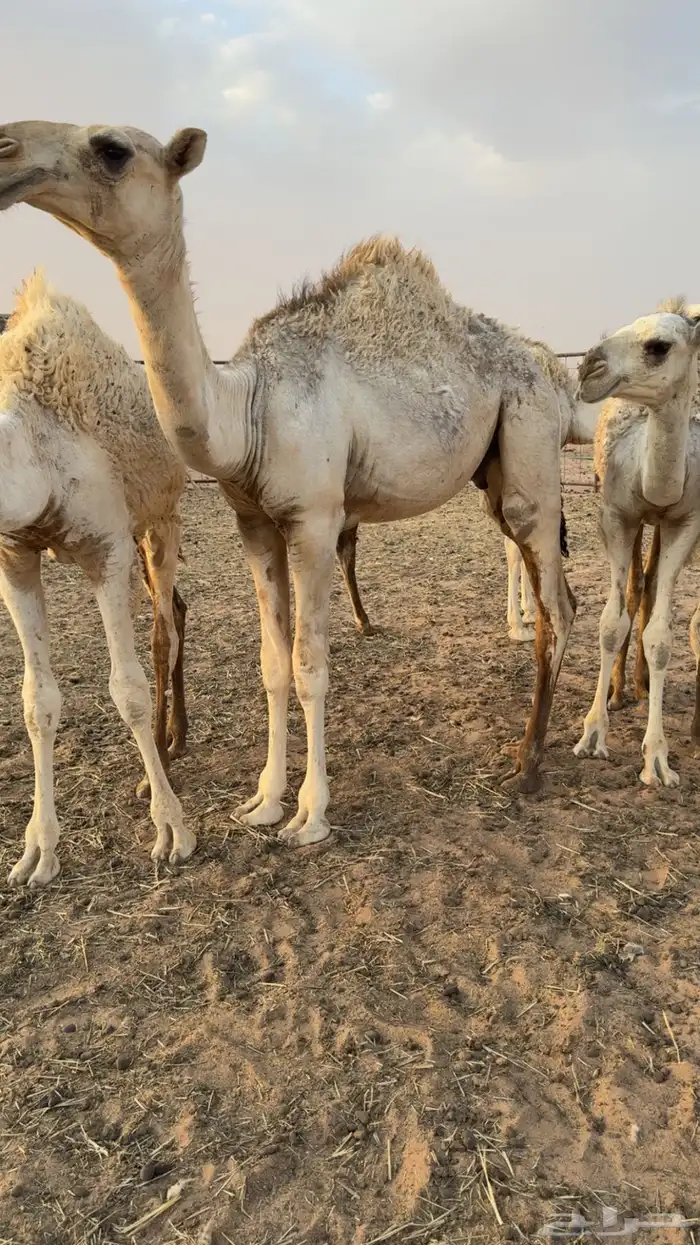 قعود قصب للبيع 0