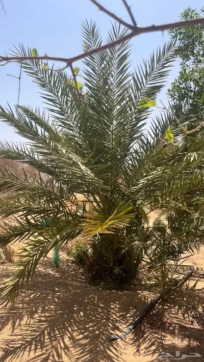 15 نخل للبيع 3