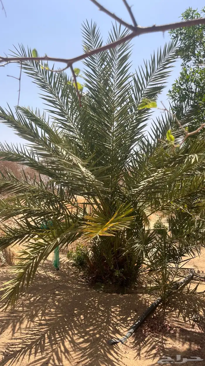 15 نخل للبيع 3