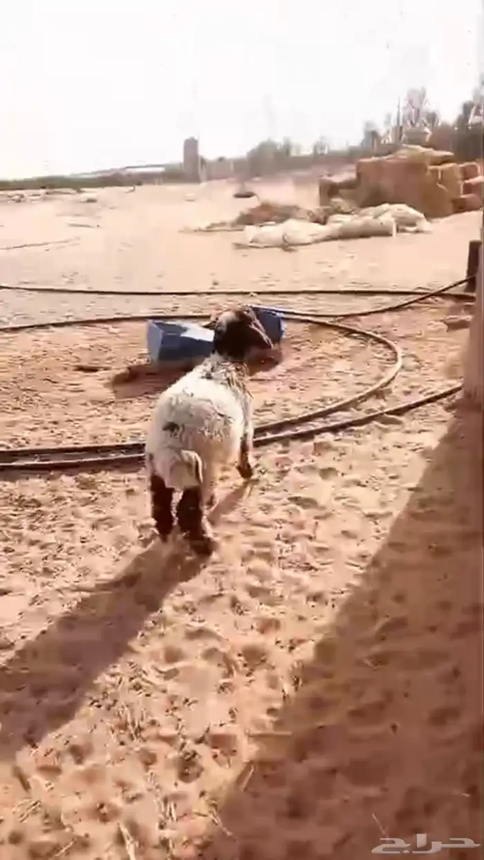 هرفي نعيمي( تم البيع ) 2