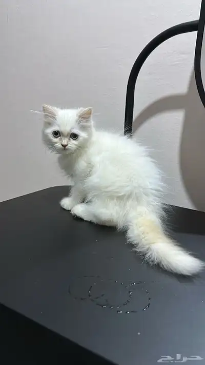 بسة للبيع 1