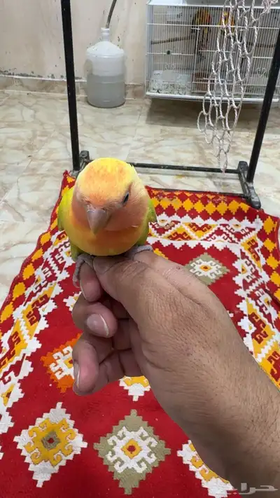 روز 0