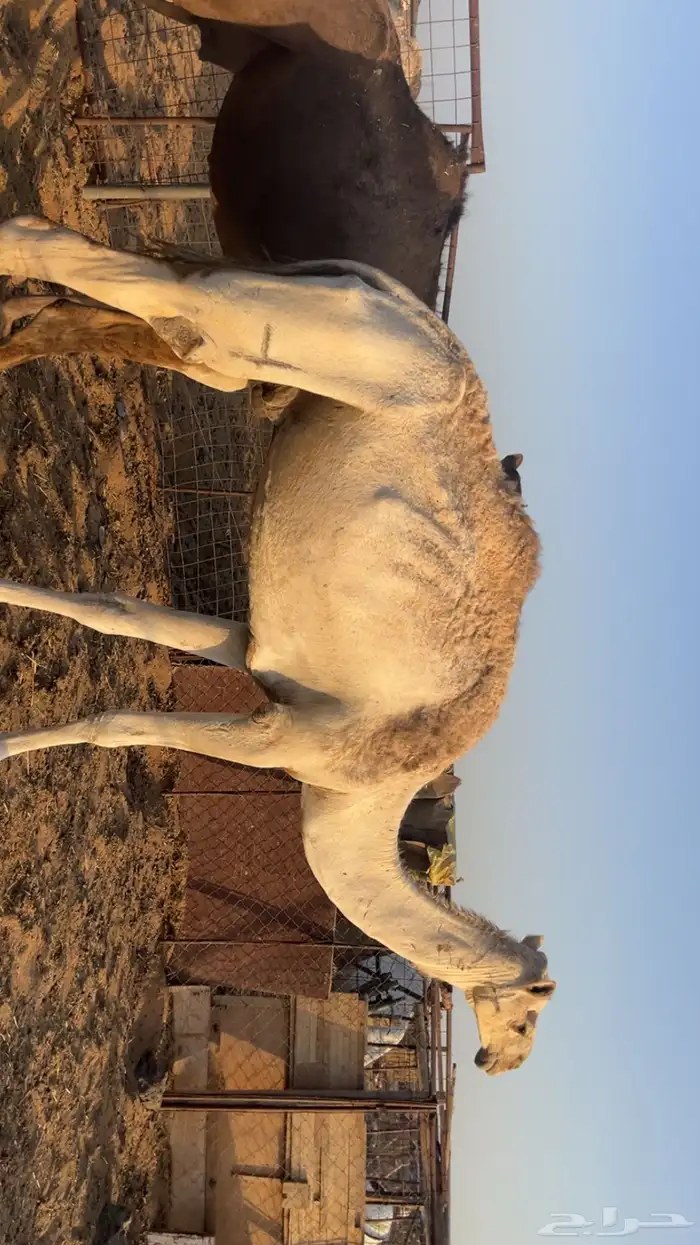 نياق مقاني (تم البيع) 5