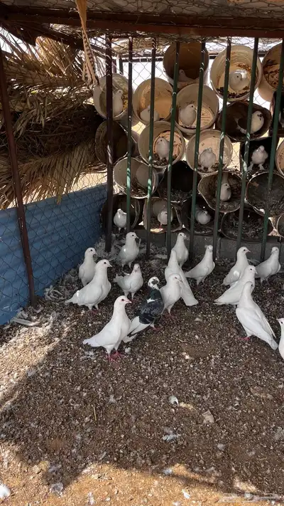 حمام فرنسي 0