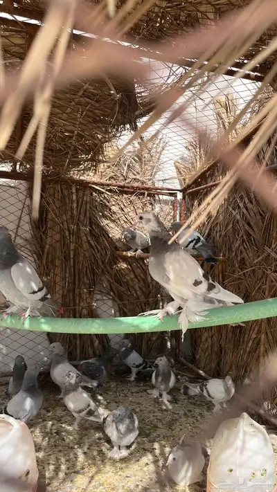 حمام تركي 2
