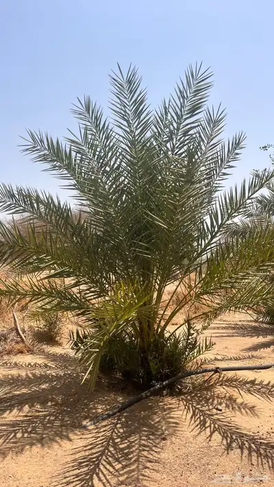 15 نخل للبيع 4