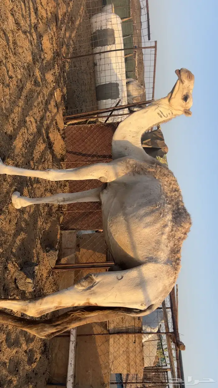 نياق مقاني (تم البيع) 6