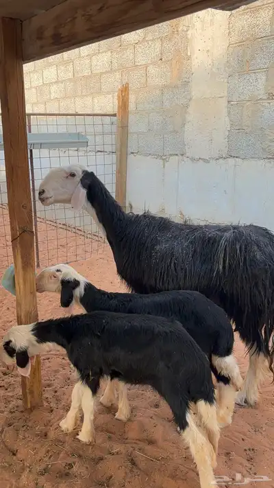 نجديه معها توم رخال 10