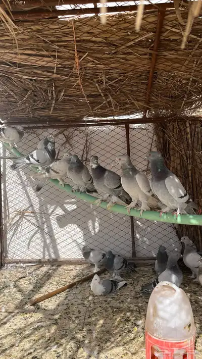 حمام تركي 4