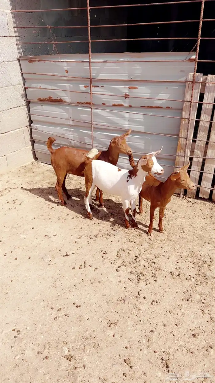 3 حفار حص 2