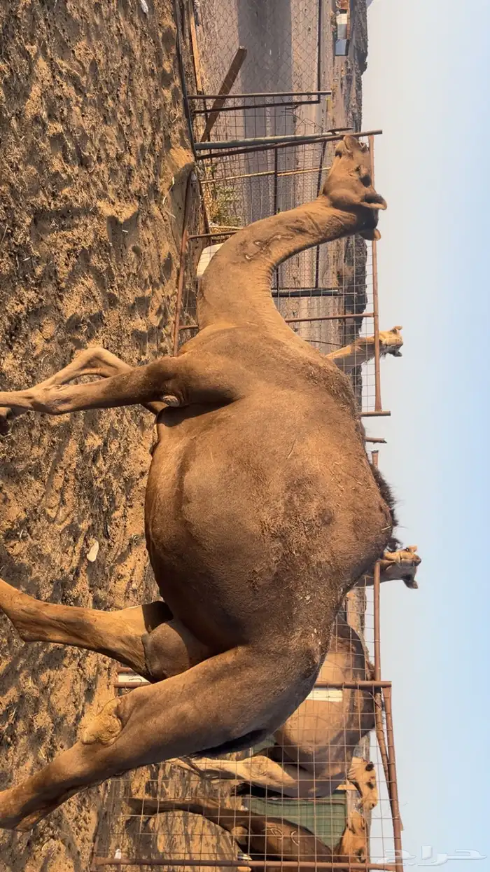 نياق مقاني (تم البيع) 0