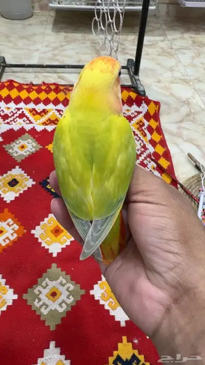 روز 1
