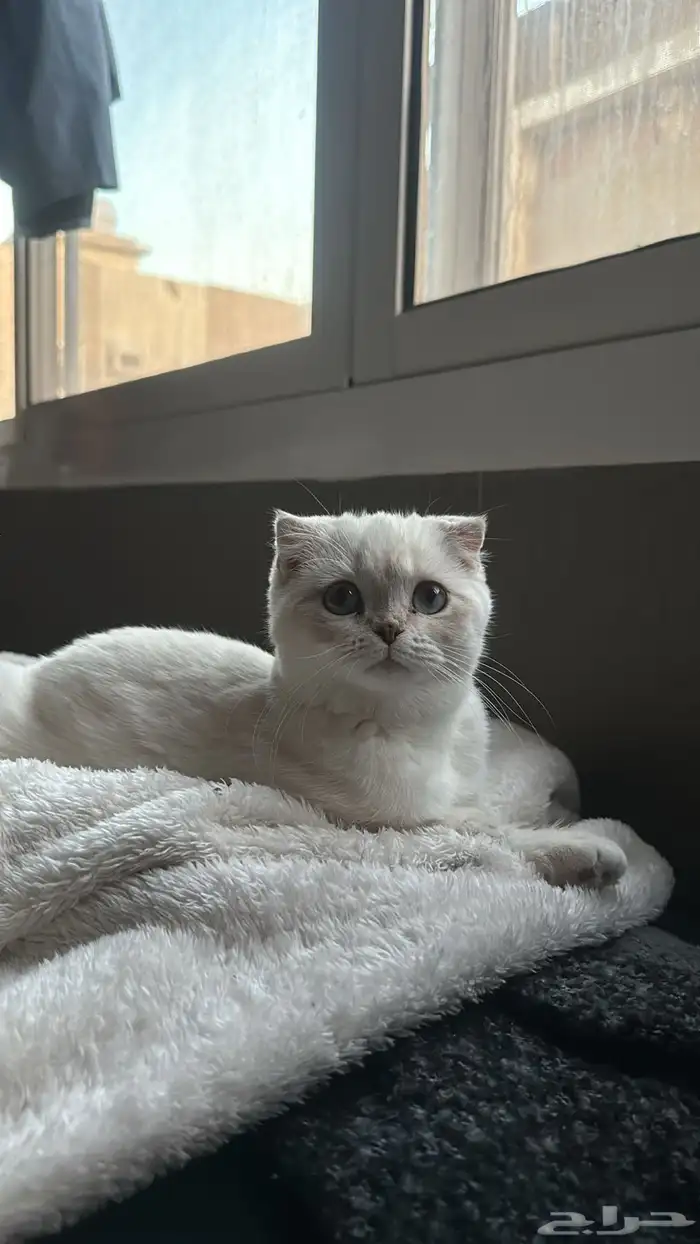 سكوتش فولد 2